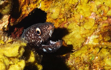 Spotted Moray